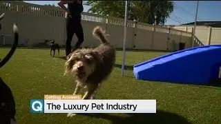 Sacramento Pet Hotel Takes $1 Million Plunge As People Spend More On Animals