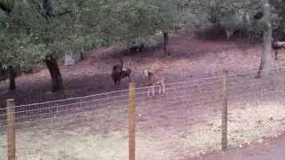 Giant sable antelope