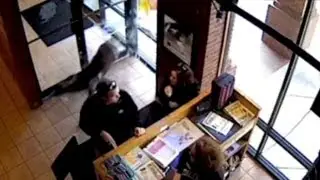 Deer crashes through restaurant window