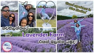 Lavender Garden in New Zealand💙 Mum's Touch 💙
