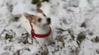 Jack Russell terrier Treisy and Azzuro.