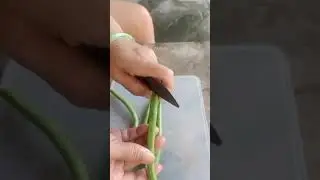 relaxing cutting 🥬🥦🍠green beans vegetable 🍠🥦🥬ninja cutting vegetable#shorts