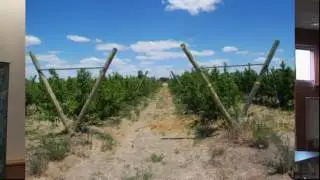Pre and post harvest management of fruit maturity and quality for market access   Dr Dario Stefanell