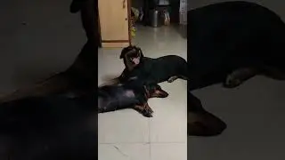 #rottweiler#viral  #Daher#frendly #movement #trending #pets #love #shorts #Amma Vin Kitchen