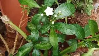 O MEU LÍRIO DO RIO  ESTÁ CHEIO DE FLORES 