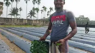 সুজন ভাইয়ের আধুনিক প্রযুক্তির মাধ্যমে শসা চাষ।