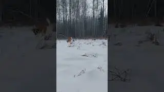 Maple running in snow