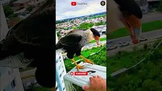 Bird Brings a Gift for Kind Man 😍