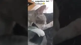 compa&ntilde;ero de trabajo #gatos #gatitos #animalitos