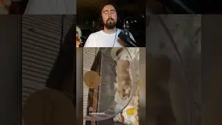 Hamster Running In Slow Motion