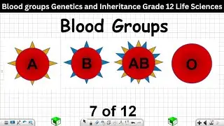 Blood groups Genetics and Inheritance Grade 12 Life Sciences 7 of 12