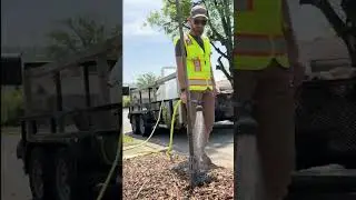Chattanooga Tree Project