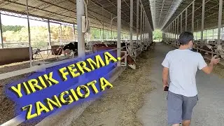 Yirik FERMA. Zangiota