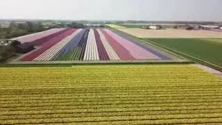 This Is Holland