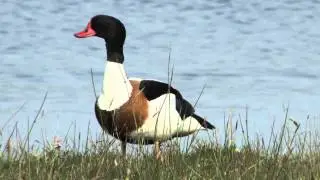 Brandgans - Tadorne de Belon - Common shelduck