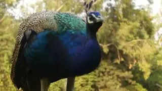 4K wild peacock shot#bird bestie#crazyfire#wildlove#wild feathers magic#birdsong