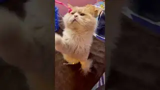 #funny #comedy #cute #cat #catshorts #catvideos #catlovers #cutecat #kitten #funnycats #pets