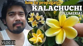 HOW TO PROPAGATE Kalachuchi or Plumeria (Yellow Flower) | Frangipani | Plumeria rubra