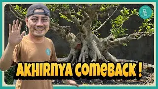 Setelah sekian lama, akhirnya kembali || Perkembangan Bonsai Pade Girang