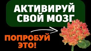 Травы, которые активируют мозг и улучшают работу нейронов