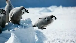 An area off the coast of Antarctica is being converted into the largest marine reserve in the world