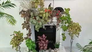 комнатные цветы.Мои эписции.