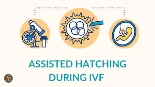 Assisted Hatching & IVF | Center for Human Reproduction