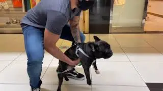 Shopping Pet Friendly | Mag Shopping
