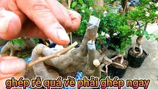 Hướng dẫn ghép hoa giấy . Vào gốc giấy Mỹ ai làm cũng được