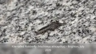 Kite-tailed robberfly (Machimus atricapillus) - Brighton, July 2020