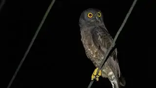 Call of Hume's Hawk-Owl (Hume's Boobook)[Ninox obscura]