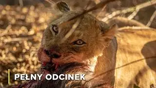 Sztuka oszukiwania | Cuda natury 102