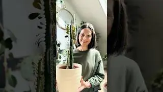 Советы по размножению и пересадке молочая (африканского молочного дерева)