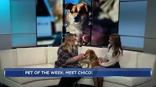 Pet of the Week: Meet Chico!