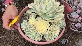 Tour por el vivero de un gran amigo 