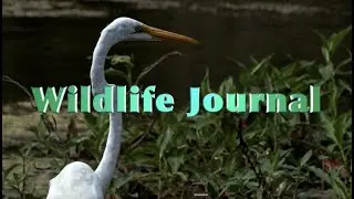 Great Blue Heron's Nesting with Narration