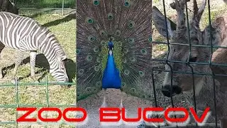 #30 - Zoo Bucov