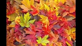Fall Photos #2