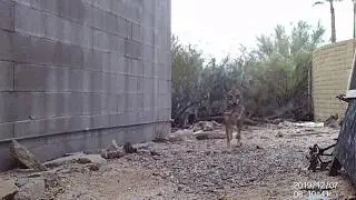 Coyote Catches a Rabbit