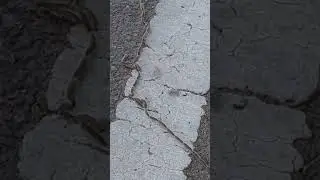 Longest worm #shortsviral
