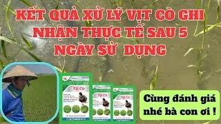 KẾT QUẢ XỬ LÝ LÚA CỎ BẰNG VỊT CÒ TRÊN 7 HECTA LÚA ĐÔNG XUÂN 2026. CÙNG XEM VÀ ĐÁNH GIÁ NHÉ BÀ CON ƠI
