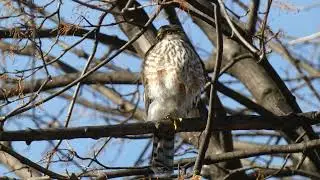 Juvenile Sharp-Shinned Hawk