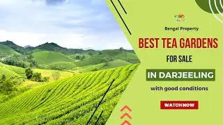 Best Tea Gardens for sale in Darjeeling with good conditions