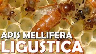 Ape Ligustica: La sua storia
