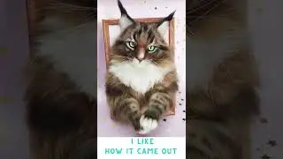 3D Felt Cat Portrait - a Unique Gift for a Cat Lover