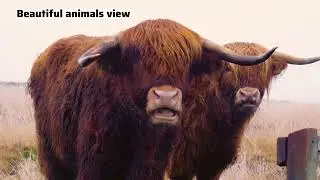 look Animals view 🫀🥺|| Earthly Bliss 62||#trending #viral #beautiful #animals 