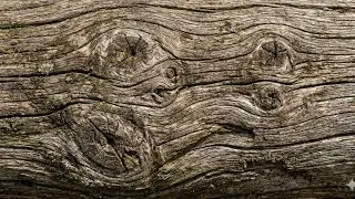 tense moment at the sawmill  