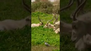 Addax Sounds |Antelope Addax聲音: 羚羊阿達克斯 The best hairstyles