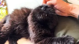 Even a Vampurr Cat Has a Weak Spot...