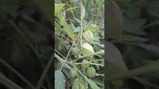 Physalis Angulata plant grow up with these technic at home garden,